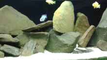 Dekoration im Aquarium Becken 34204