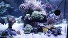 Aquarium Meerwasseraquarium