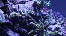 Pflanzen im Aquarium Meerwasseraquarium