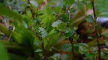 Betula nana - Zwergbirke