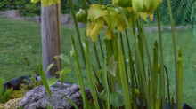 Blüte von Sarracenia 