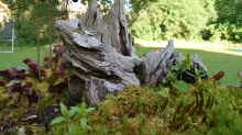 Dekoration im Teich Hochmoor-Beet