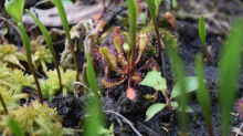 Drosera rotundifollia
