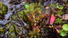 Pflanzen im Teich Hochmoor-Beet