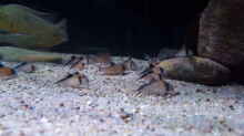 Corydoras davidsandsi