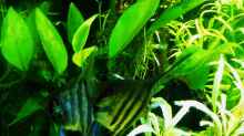 Anubias barteri gedeiht bei vollem Licht ausgezeichnet. Paar von Pterophyllum scalare