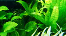 Microsorum pteropas (Javafarn) gedeiht gut und bildet zahlreiche kräftige Adventivpflanzen