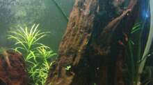 Dekoration im Aquarium Becken 3434