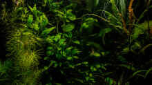 Jungle - Hauptbild für Becken
