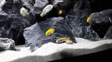Labidochromis sp. Perlmutt und Labidochromis Caeruleus