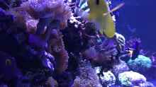 Besatz im Aquarium Meerwasser Korallenriff