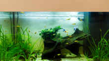 Aquarium Platys-home