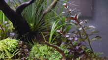 Pflanzen im Aquarium Billabong on a rainy day (existiert so nicht mehr)