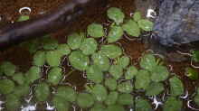 Salvia natans
