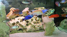 Besatz im Aquarium Becken 346