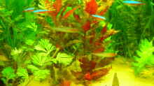 Pflanzen im Aquarium Becken 3526