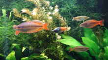 Aquarium Regenbogenfische