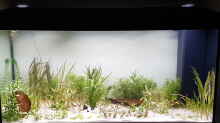 Pflanzen im Aquarium Becken 35668