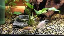 Das Pärchen Pelvicachromis pulcher ALBINO bei der Futtersuche