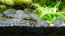 Schachbrett-Zwergpanzerwels (Corydoras Habrosus) mit Endlerguppy ´El Tigre´ (Poecilia