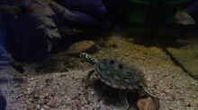 Schwarzknopf-höckerschildkröte