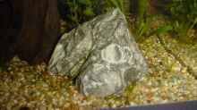 Leopardstein mit Echinodorus Tellenus-Ablegern