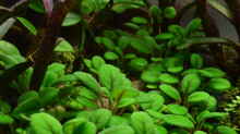 Pflanzen im Aquarium Yggdrasil
