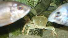 Krabbe zu Besuch bei den Fischen