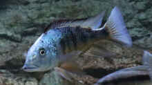 Fossorochromis rostratus m