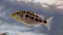 Fossorochromis rostratus
