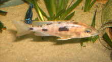 Hapolochromis-Sulpur-Head Weibchen