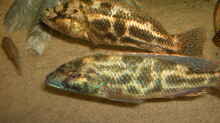 Nimbochromis Polistigma Pärchen