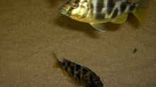 Nimbochromis Venustus Weibchen