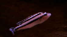 Melanochromis parallelus weibchen