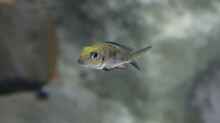 Callochromis marcrops red ndole