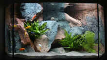 Aquarium Hauptansicht von Becken 37662