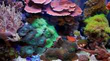Aquarium Hauptansicht von Becken 37754