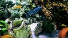 Aquarium Becken 37787