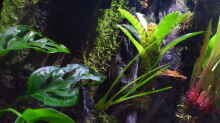 Pflanzen im Aquarium Hightower