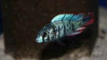 Paralabidochromis chromogynos Zue