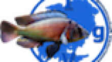 Userbild von tonisafricancichlids