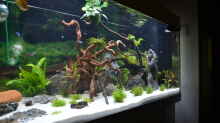 Dekoration im Aquarium Aquarium