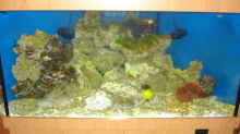 Becken am 21.01.2009, die Algen gehen zurück