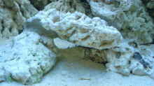 Bodengrund & unterer Teil der Riffsäule im Vordergrund