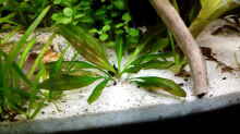 Pflanzen im Aquarium Rio Novo