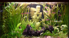 Aquarium Hauptansicht von Keilfleckbärblinge