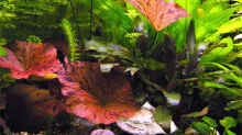 Pflanzen im Aquarium Becken 3909