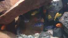 Besatz im Aquarium Malawi Tank
