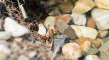 Eine Französische Wespe trinkt am Teich. 09.06.2018