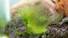 Algen, der Süsswassertang ist nicht mehr im Becken